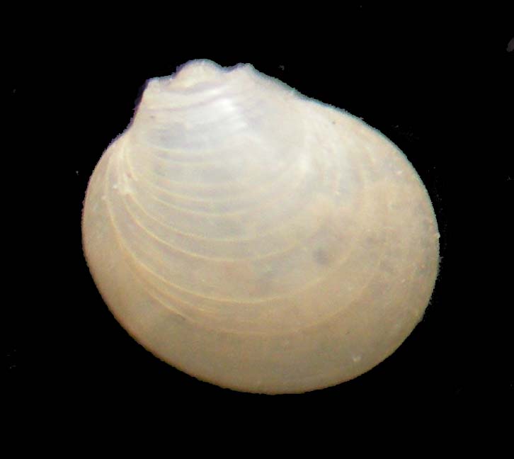 bivalve da lampedusa